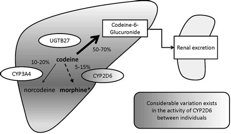 codeine  paediatrics pharmacology prescribing  controversies