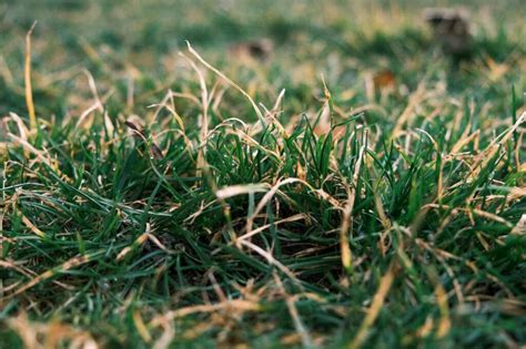 Gesunder Rasen und gute Böden | Grass and Soil
