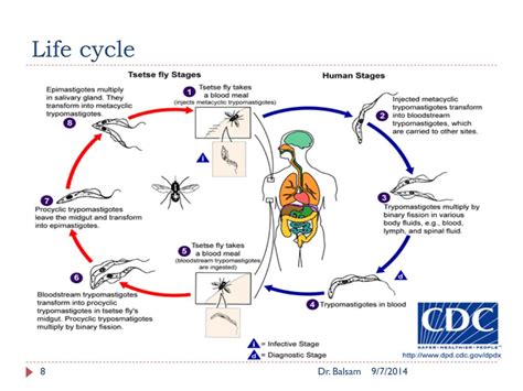 Ppt Trypanosomiasis Powerpoint Presentation Free Download Id4042473