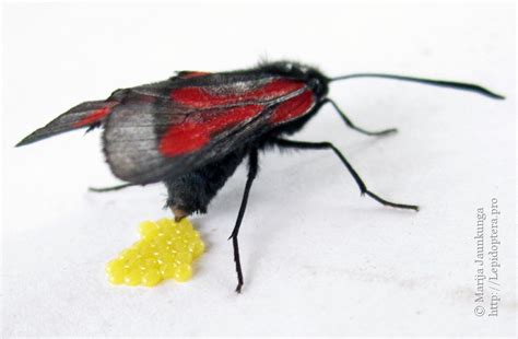 Photo Zygaena Osterodensis