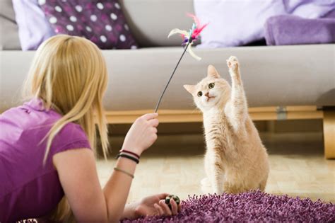 How to Keep Cats Away From Certain Areas: 18 Vet-Verified Methods - Catster