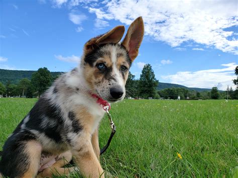 Border Colliegerman Shepherd Or German Shepherdaussie Mix R