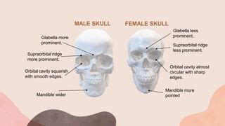 Sex Determination Through Human Skull Pptx