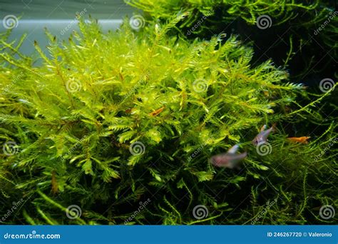 Bush Of Common Water Moss And Aquatic Plants In A Beautiful Freshwater