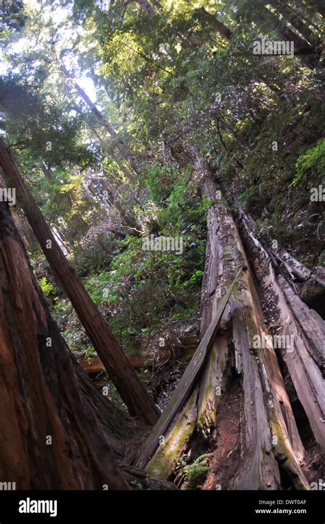 Trees And Undergrowth In The Miur Woods National Monument Marin County