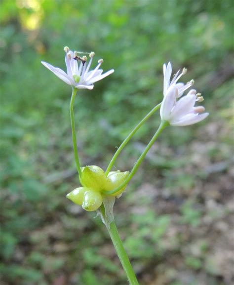 Meadow Garlic Plants Of Thousand Islands National Park Guide 3 Les