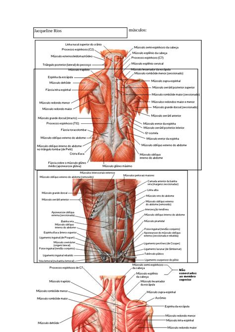 Resumo dos músculos do corpo humano anatomia Docsity Anime Human