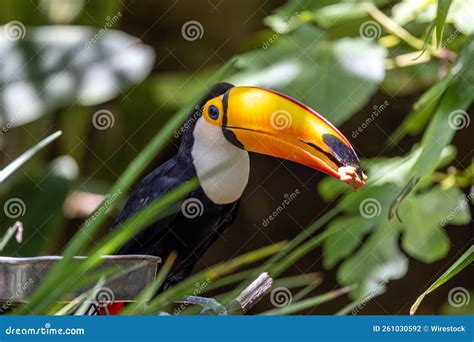 Toucan In San Diego Zoo Editorial Photography Image Of Natural