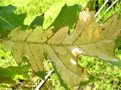 Summer Pests On Oaks Oak Sawflies Oak Spider Mites And Oak Lace Bugs