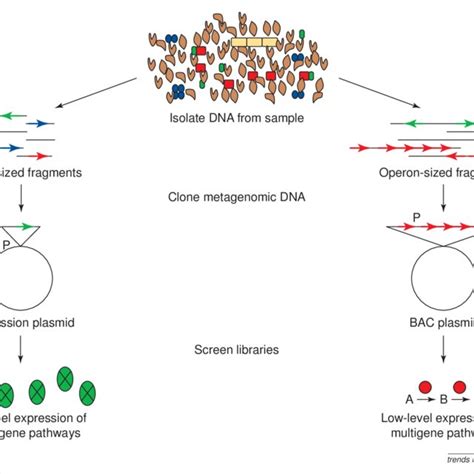 Comparison Of The Expression Cloning And Bac Cloning Approaches For