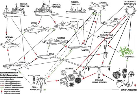 Bottom Chain Food Marine Telegraph