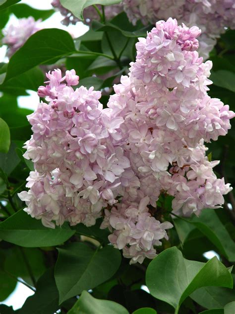 Лучшие сорта сирени (58 фото)