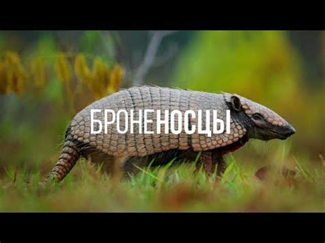 БРОНЕНОСЦЫ || ЖИВАЯ ЗЕМЛЯ - YouTube