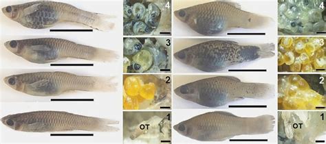 Macroscopic and mesoscopic developmental stages of feral Poecilia ...