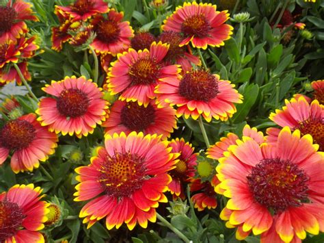 Gaillardia Landsdale Plants