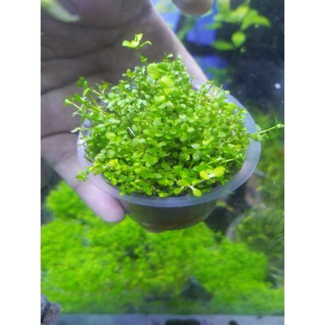 Jual Tanaman Aquascape Monte Carlo Shopee Indonesia