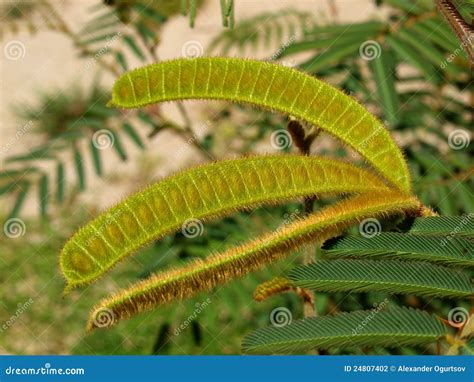 Fruit Of A Tropical Tree Pod Stock Photo Image Of Nature Trang