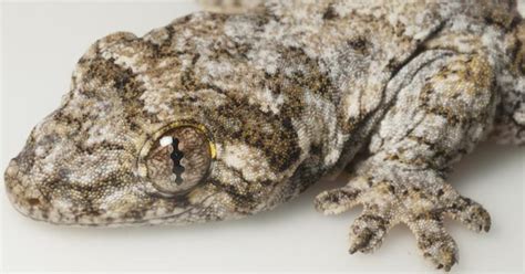 Asia inhabited by surprisingly related 'Lizards of the Lost Arcs ...