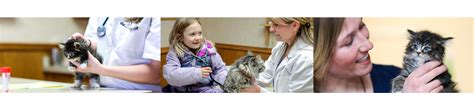 Cat Cardiology | Feline Heart Disease | Animal Clinic of Billings