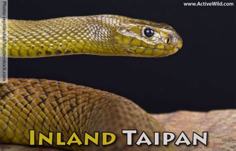 Inland Taipan Facts, Pictures & Information: Most Venomous Snake