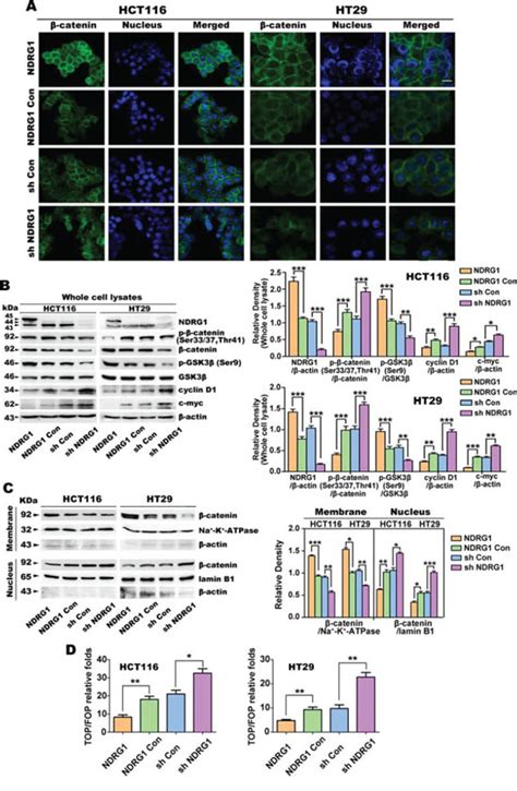 The Metastasis Suppressor Ndrg1 Inhibits “stemness” Of Colorectal