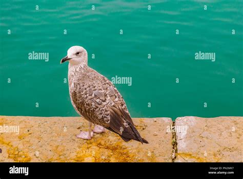 Grey Bird Standing At Border Of Lake In Venice City Italy Stock Photo