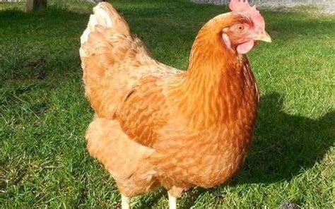 Considering Red Sex Link Chickens Read This First