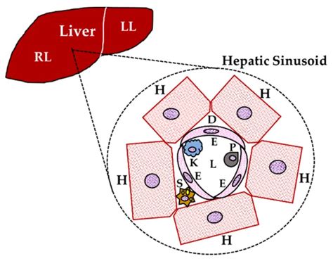 Beneficial And Deleterious Effects Of Female Sex Hormones Oral Contraceptives And