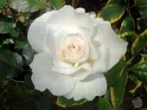 Margaret Merril - floribunda rose - YouTube
