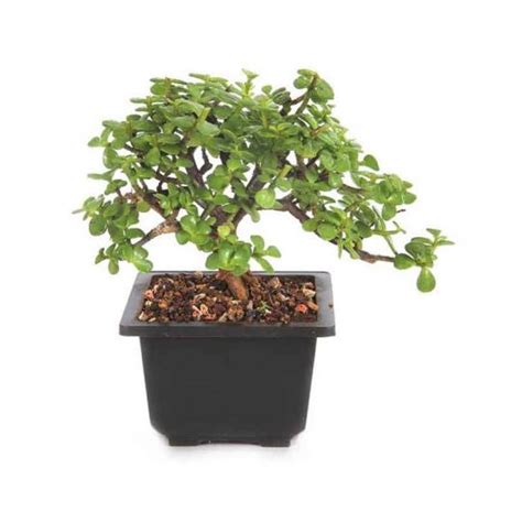 Dwarf Jade Bonsai جیڈ بو نسائی Karachi Gulab pk