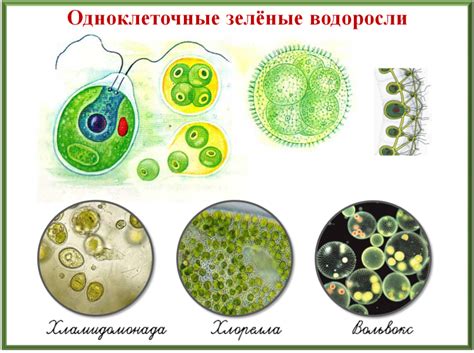Водоросли одноклеточные рисунок - 71 фото