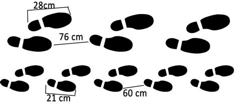 Investigation Stride Length And Bones Of The Leg