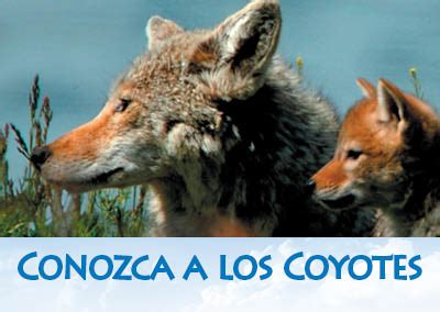 Recolectar 183 Images Diferencia Entre Coyote Y Lobo Viaterra Mx