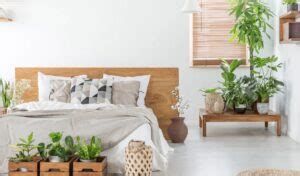 Plantas Para Quarto De Casal Melhores Op Es Decorando Casas