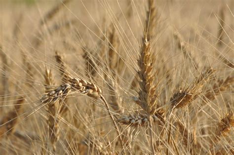 Hard Red Winter Wheat Nearly Ripe Photo By Natalie Sukha Flickr