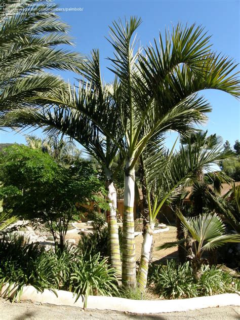 PlantFiles Pictures: Manambe Palm (Dypsis decipiens) by palmbob