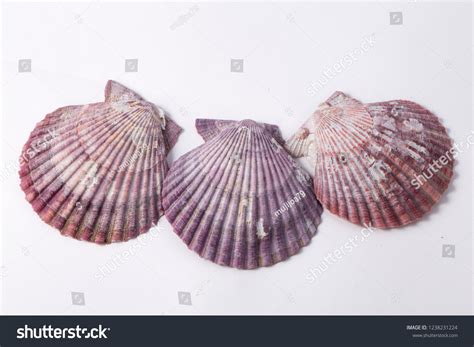 Purple Scallops Shell On White Background Stock Photo 1238231224