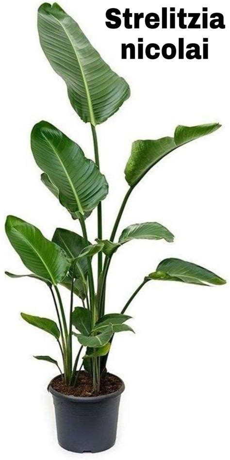 Pin van Angelika Laubscher op landscape | Binnenshuis tuinieren ...