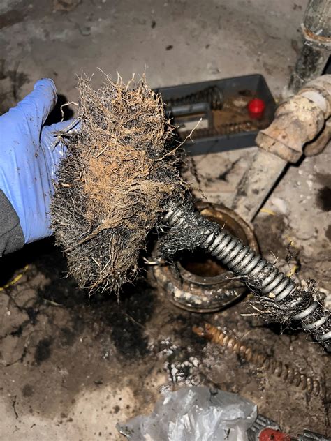 How to Eliminate Tree Roots from Your Sewer Line? - Débouchage Général