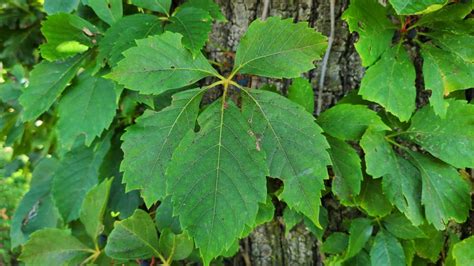 Virginia Creeper A Guide To Parthenocissus Quinquefolia Growit Buildit