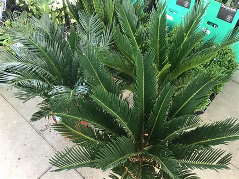 Cycas revoluta – Kew Gardener