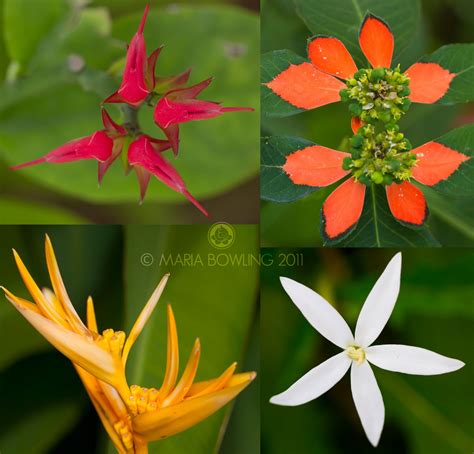 Pretty Medicine Eye Candy From The Kingdom Of Tonga