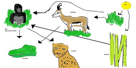 Gorilla Food Chain - What Animal Eats a Gorilla? - Primates Park