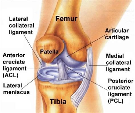 Normal Knee Dr Wael Bayoud