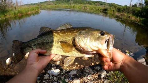 Breaking My Pb Largemouth Bass In A River Youtube