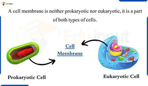 Sponge Eukaryotic Or Prokaryotic At Kaitlyn Corkill Blog