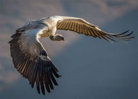 Witness The Majesty Of Vultures Click To Watch The Educational Video