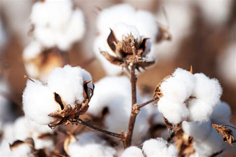 chinese cotton enters late stage  harvesting textalks lets talk