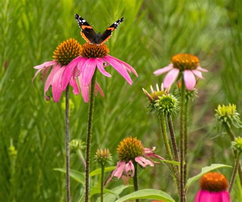 Best plants for chaos gardening: 9 unruly, expert choices | Homes and