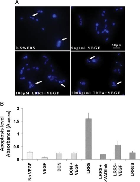 LRR5 Induces HUVEC Apoptosis Through The Caspase Dependent Pathway A